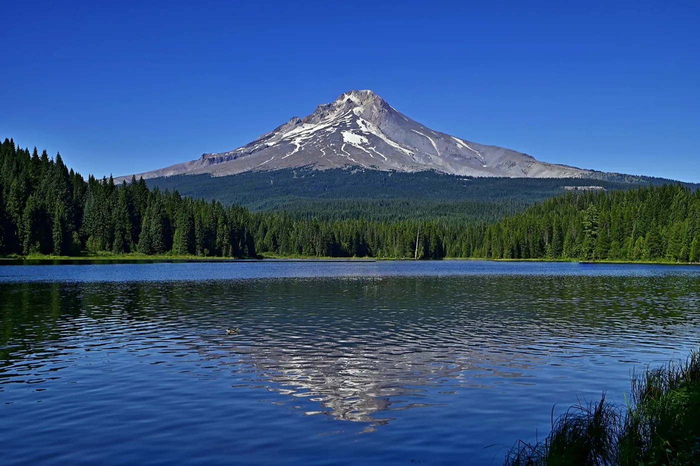 Mount Hood's snowy summit above Trillium Lake and a forest of firs